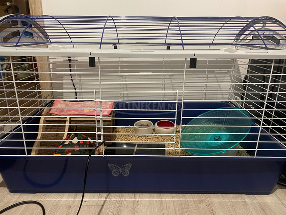 Afrikai Fehérhasú törpesün