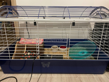 Afrikai Fehérhasú törpesün