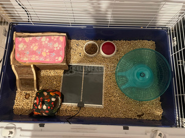 Afrikai Fehérhasú törpesün