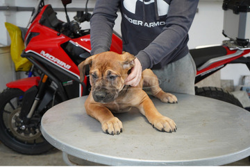Dél-afrikai masztiff – Boerboel kölykök