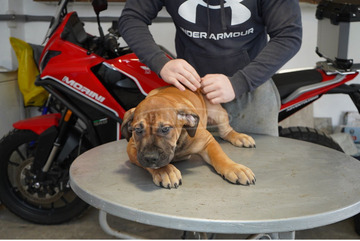 Dél-afrikai masztiff – Boerboel kölykök