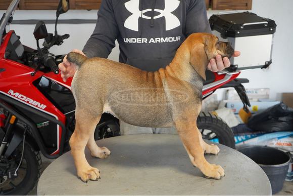 Dél-afrikai masztiff – Boerboel kölykök