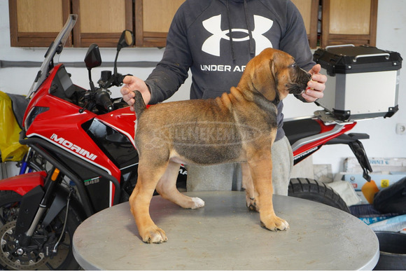 Dél-afrikai masztiff – Boerboel kölykök