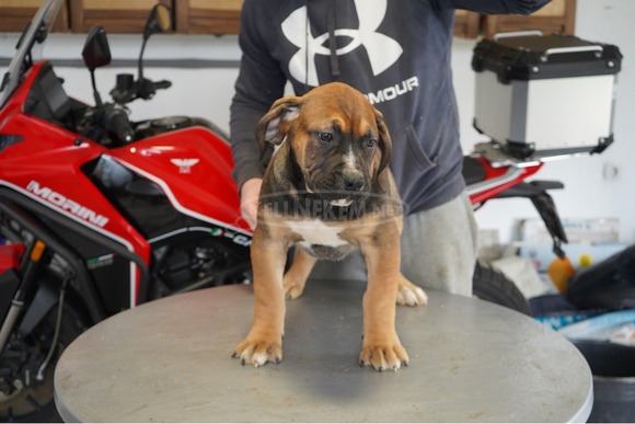 Dél-afrikai masztiff – Boerboel kölykök