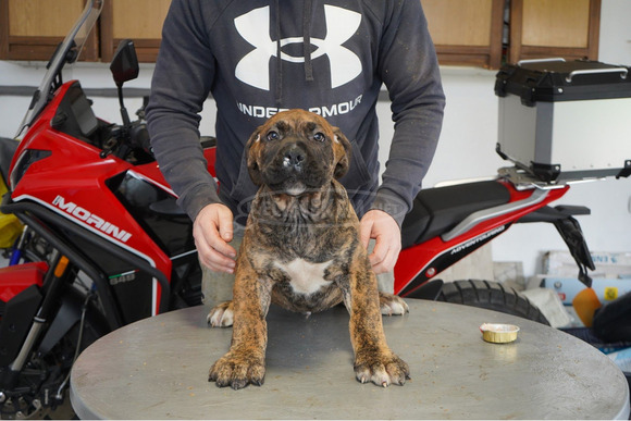 Dél-afrikai masztiff – Boerboel kölykök