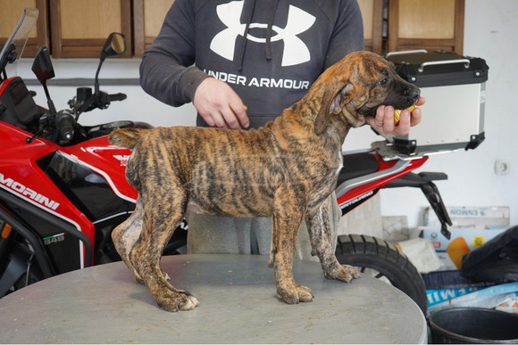 Dél-afrikai masztiff – Boerboel kölykök