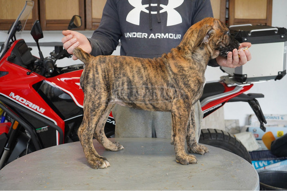 Dél-afrikai masztiff – Boerboel kölykök