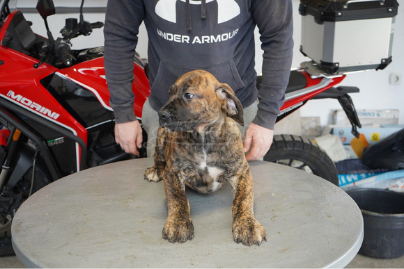 Dél-afrikai masztiff – Boerboel kölykök