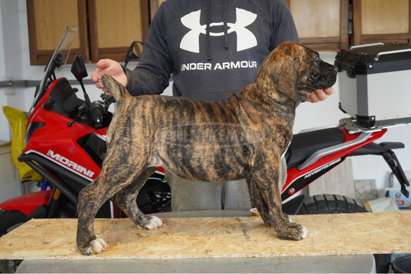Dél-afrikai masztiff – Boerboel kölykök