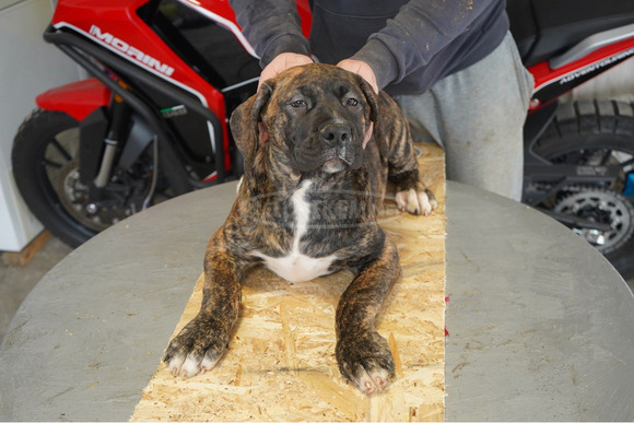 Dél-afrikai masztiff – Boerboel kölykök