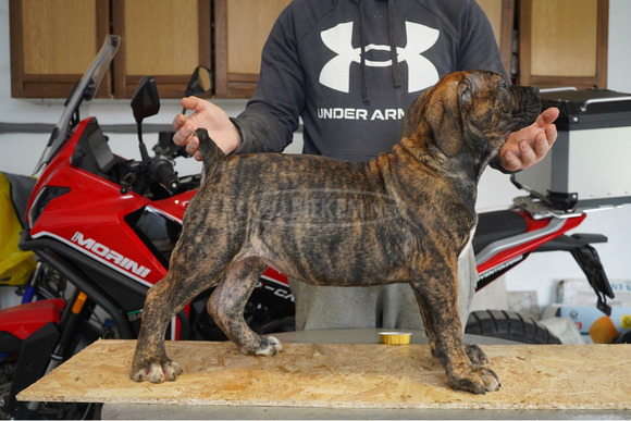 Dél-afrikai masztiff – Boerboel kölykök