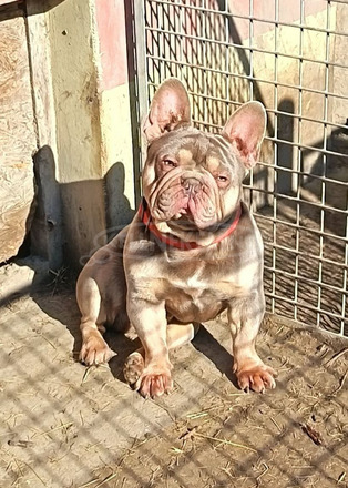 Francia bulldog kan Fedez