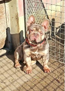 Francia bulldog kan Fedez