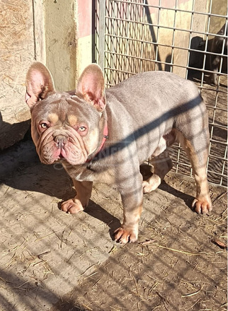 Francia bulldog kan Fedez