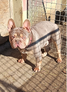 Francia bulldog kan Fedez