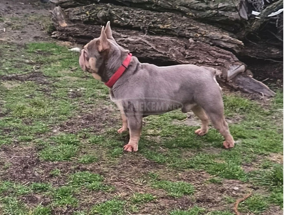 Francia bulldog kan Fedez