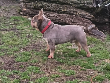 Francia bulldog kan Fedez