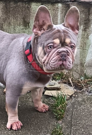 Francia bulldog kan Fedez