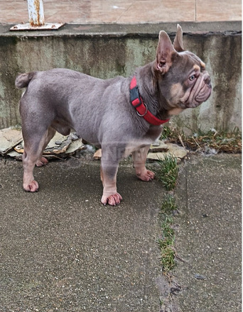 Francia bulldog kan Fedez