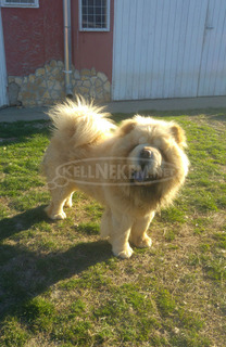 Csau kan fedez! (CHOW-CHOW)