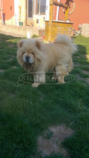 Csau kan fedez! (CHOW-CHOW)
