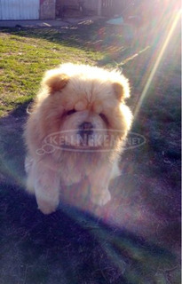 Csau kan fedez! (CHOW-CHOW)