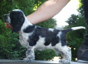 Angol cocker spániel – gyönyörű kölykök