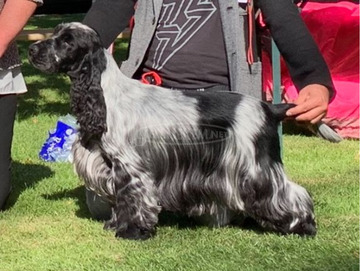 Angol cocker spániel – gyönyörű kölykök