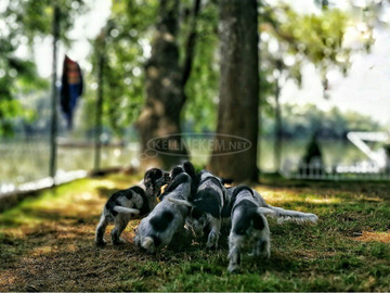 Angol cocker spániel – gyönyörű kölykök