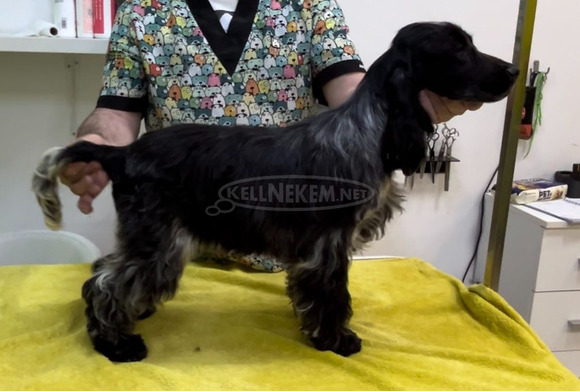 Angol cocker spániel – gyönyörű kölykök