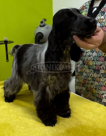 Angol cocker spániel – gyönyörű kölykök