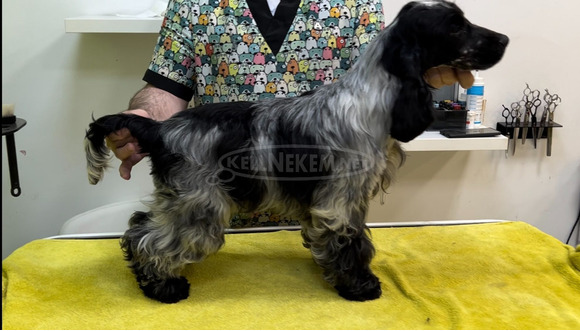 Angol cocker spániel – gyönyörű kölykök