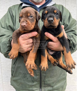 Dobermann – kölykök eladók