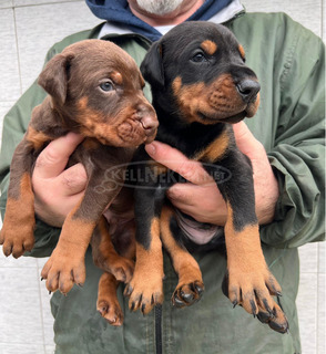 Dobermann – kölykök eladók