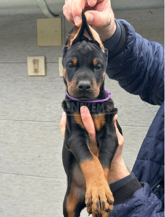 Dobermann – kölykök eladók
