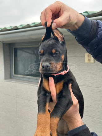 Dobermann – kölykök eladók