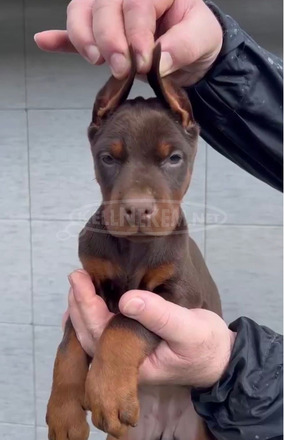 Dobermann – kölykök eladók