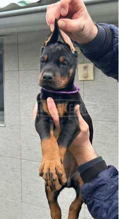 Dobermann – kölykök eladók