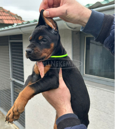 Dobermann – kölykök eladók