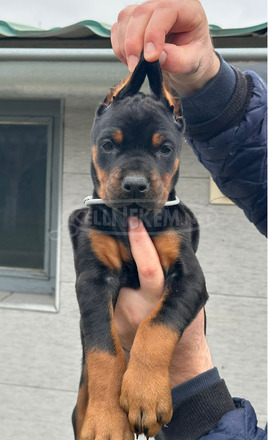 Dobermann – kölykök eladók