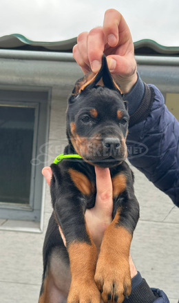 Dobermann – kölykök eladók