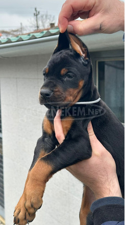 Dobermann – kölykök eladók