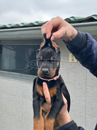 Dobermann – kölykök eladók
