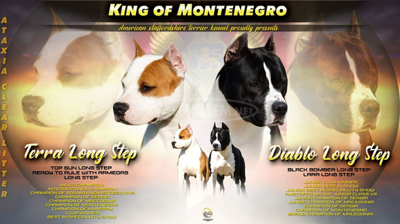 American Staffordshire Terrier kölykök