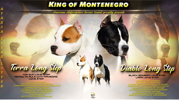 American Staffordshire Terrier kölykök