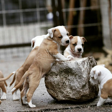 American Staffordshire Terrier kölykök