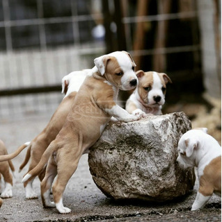 American Staffordshire Terrier kölykök