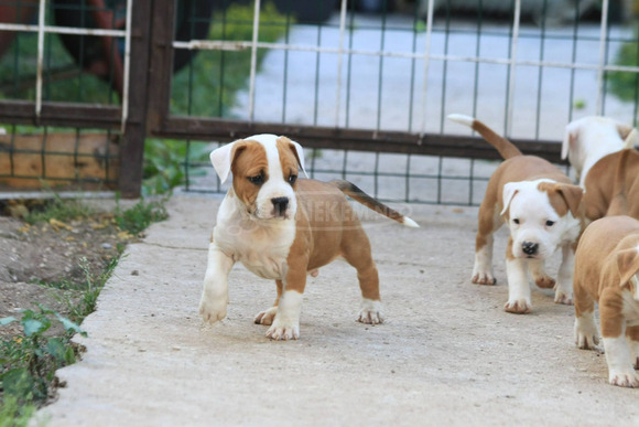 American Staffordshire Terrier kölykök