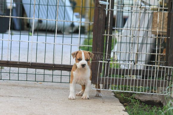 American Staffordshire Terrier kölykök