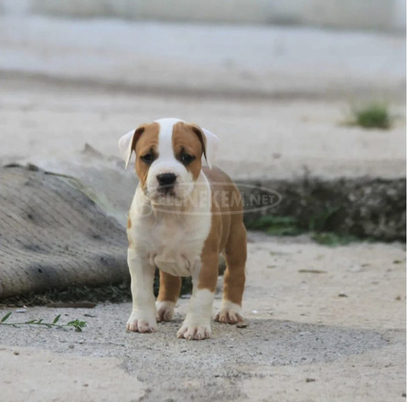 American Staffordshire Terrier kölykök